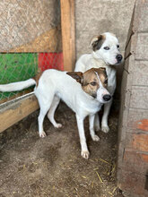 AVA, Hund, Mischlingshund in Rumänien - Bild 6