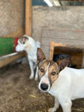 AVA, Hund, Mischlingshund in Rumänien - Bild 7