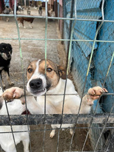 AVA, Hund, Mischlingshund in Rumänien - Bild 8