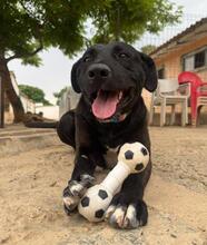 TAREK, Hund, Labrador-Mischling in Spanien - Bild 1
