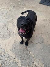 TAREK, Hund, Labrador-Mischling in Spanien - Bild 2