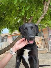 TAREK, Hund, Labrador-Mischling in Spanien - Bild 3