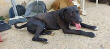 TAREK, Hund, Labrador-Mischling in Spanien - Bild 4