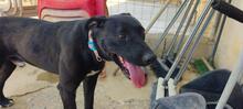 TAREK, Hund, Labrador-Mischling in Spanien - Bild 5