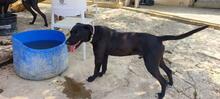 TAREK, Hund, Labrador-Mischling in Spanien - Bild 6