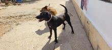 TAREK, Hund, Labrador-Mischling in Spanien - Bild 8