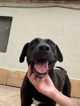 TAREK, Hund, Labrador-Mischling in Spanien - Bild 9
