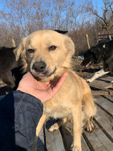 LUNA, Hund, Mischlingshund in Melle - Bild 1