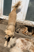LUNA, Hund, Mischlingshund in Melle - Bild 2