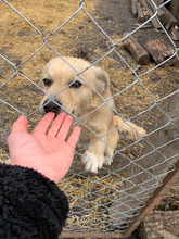 LUNA, Hund, Mischlingshund in Melle - Bild 3