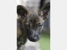 NEBRASKA, Hund, Mischlingshund in Spanien - Bild 1