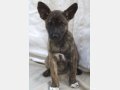 NEBRASKA, Hund, Mischlingshund in Spanien - Bild 2