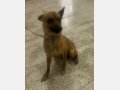 NEBRASKA, Hund, Mischlingshund in Spanien - Bild 3