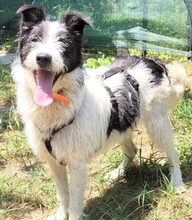 NELLI, Hund, Mischlingshund in Rumänien - Bild 1