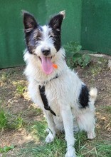NELLI, Hund, Mischlingshund in Rumänien - Bild 2