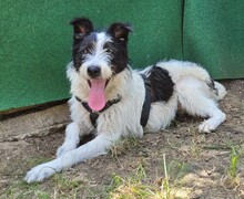 NELLI, Hund, Mischlingshund in Rumänien - Bild 3
