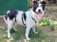 NELLI, Hund, Mischlingshund in Rumänien - Bild 4