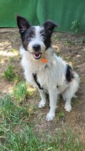NELLI, Hund, Mischlingshund in Rumänien - Bild 5
