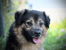 BOLEK, Hund, Mischlingshund in Rumänien - Bild 2
