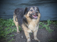 BOLEK, Hund, Mischlingshund in Rumänien - Bild 3