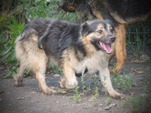 BOLEK, Hund, Mischlingshund in Rumänien - Bild 4