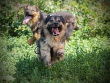 BOLEK, Hund, Mischlingshund in Rumänien - Bild 5