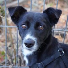 SNOOPA, Hund, Mischlingshund in Rumänien - Bild 1