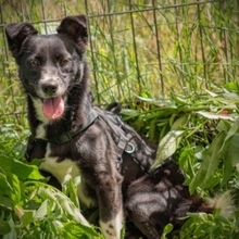 SNOOPA, Hund, Mischlingshund in Rumänien - Bild 2