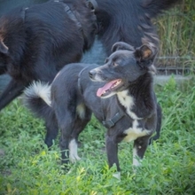 SNOOPA, Hund, Mischlingshund in Rumänien - Bild 3