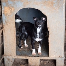 SNOOPA, Hund, Mischlingshund in Rumänien - Bild 4