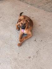 TRO, Hund, Mischlingshund in Spanien - Bild 2