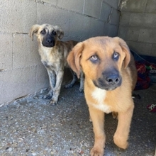 TRO, Hund, Mischlingshund in Spanien - Bild 3
