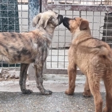 TRO, Hund, Mischlingshund in Spanien - Bild 4