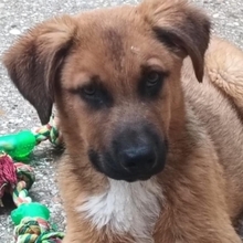 TRO, Hund, Mischlingshund in Spanien - Bild 5