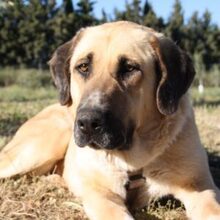 WIKA, Hund, Herdenschutz-Mischling in Spanien - Bild 1