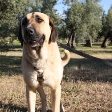 WIKA, Hund, Herdenschutz-Mischling in Spanien - Bild 2