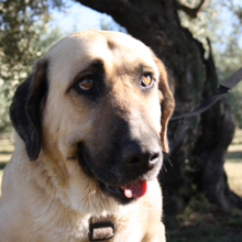 WIKA, Hund, Herdenschutz-Mischling in Spanien - Bild 3