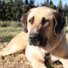 WIKA, Hund, Herdenschutz-Mischling in Spanien - Bild 4