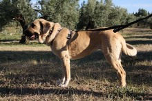 WIKA, Hund, Herdenschutz-Mischling in Spanien - Bild 5