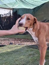 HANSEL, Hund, Mischlingshund in Spanien - Bild 1