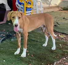 HANSEL, Hund, Mischlingshund in Spanien - Bild 10