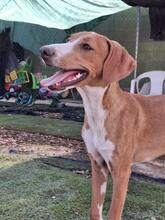 HANSEL, Hund, Mischlingshund in Spanien - Bild 2