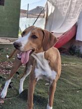 HANSEL, Hund, Mischlingshund in Spanien - Bild 3