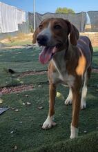 HANSEL, Hund, Mischlingshund in Spanien - Bild 4