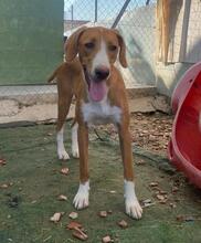 HANSEL, Hund, Mischlingshund in Spanien - Bild 5