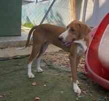 HANSEL, Hund, Mischlingshund in Spanien - Bild 6