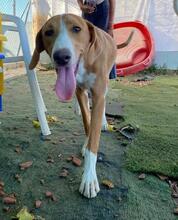 HANSEL, Hund, Mischlingshund in Spanien - Bild 7