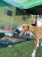 HANSEL, Hund, Mischlingshund in Spanien - Bild 8