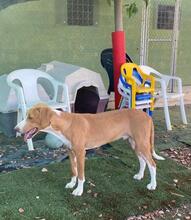 HANSEL, Hund, Mischlingshund in Spanien - Bild 9