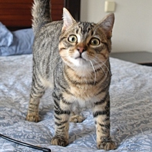 TALLO, Katze, Europäisch Kurzhaar in Spanien - Bild 1
